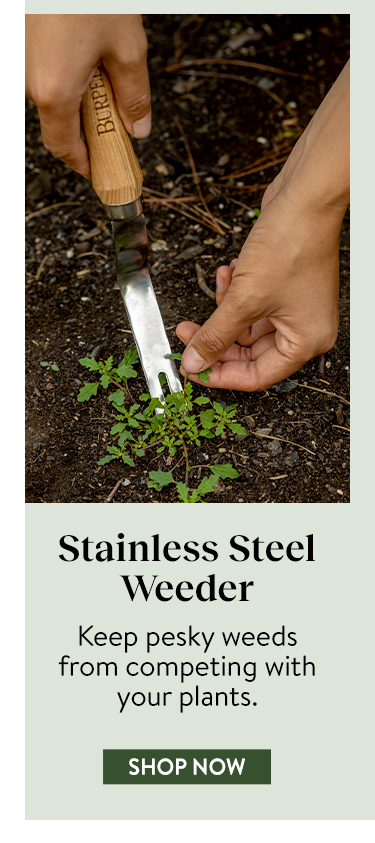 Garden Tools, Burpee Stainless Steel Weeder