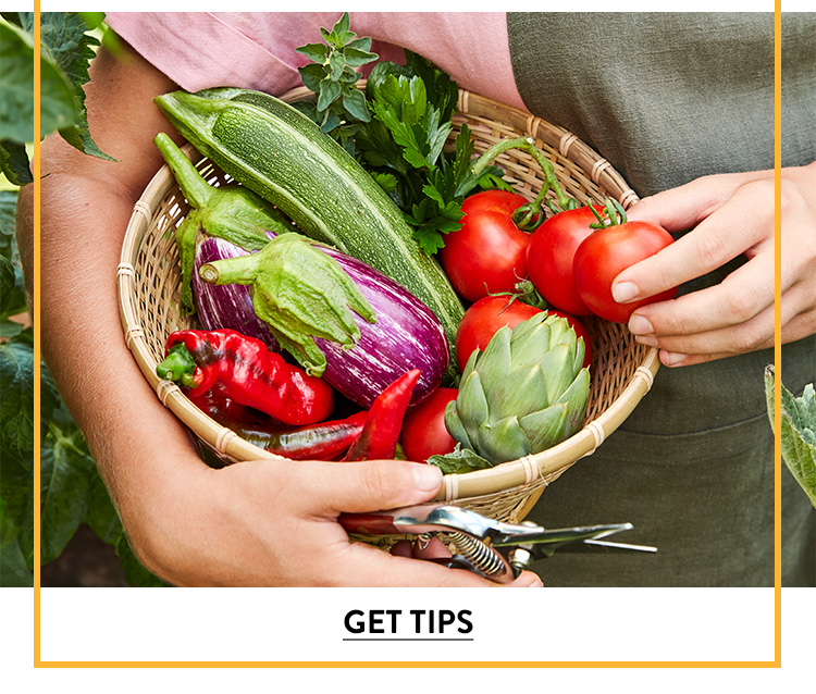 Harvesting Vegetables