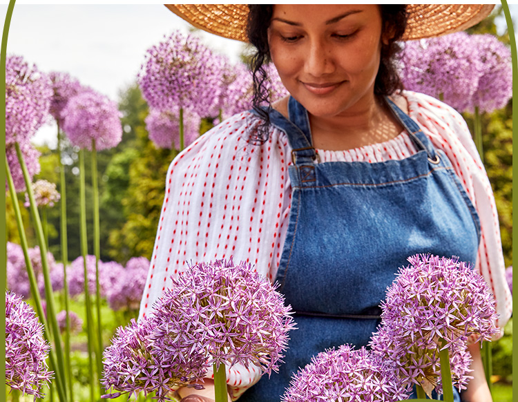 Shop All Allium Plants