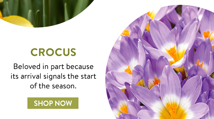 Shop All Crocus Bulbs