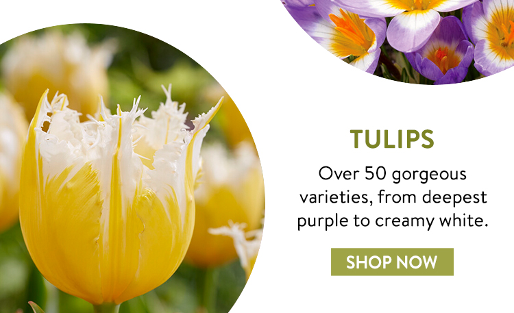 Shop All Tulip Bulbs