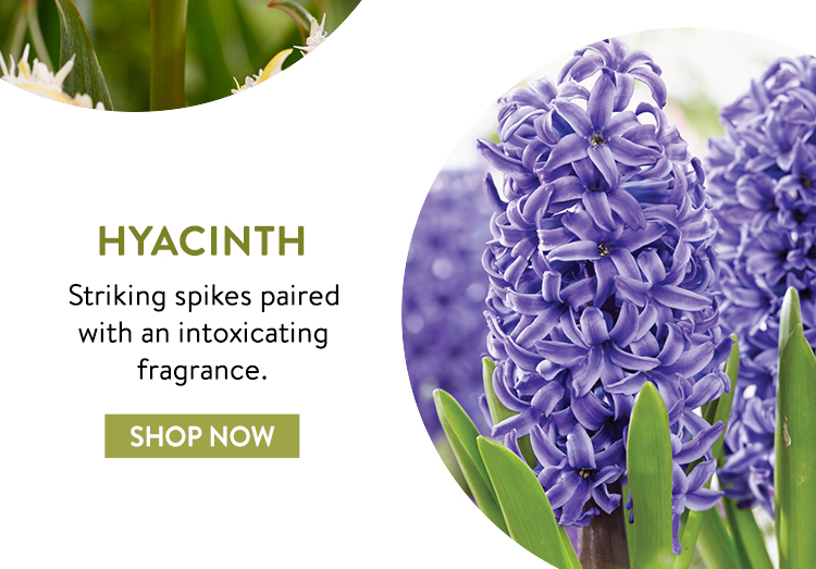 Shop All Hyacinth Bulbs