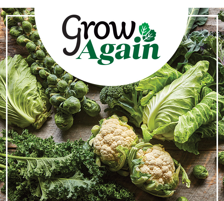 Shop All Brassica Seeds & Plants