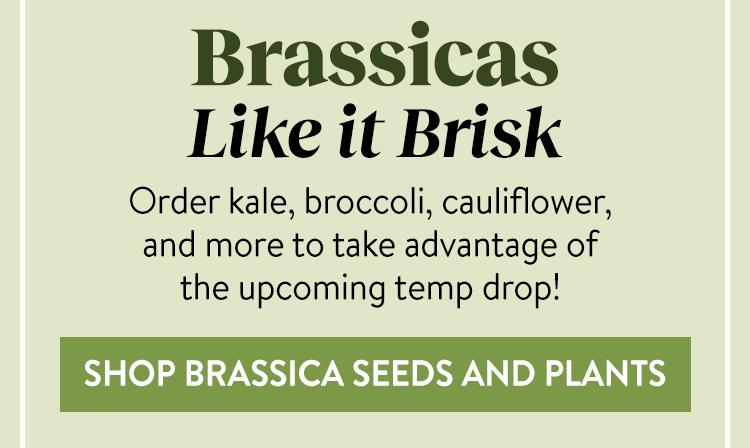 Shop All Brassica Seeds & Plants