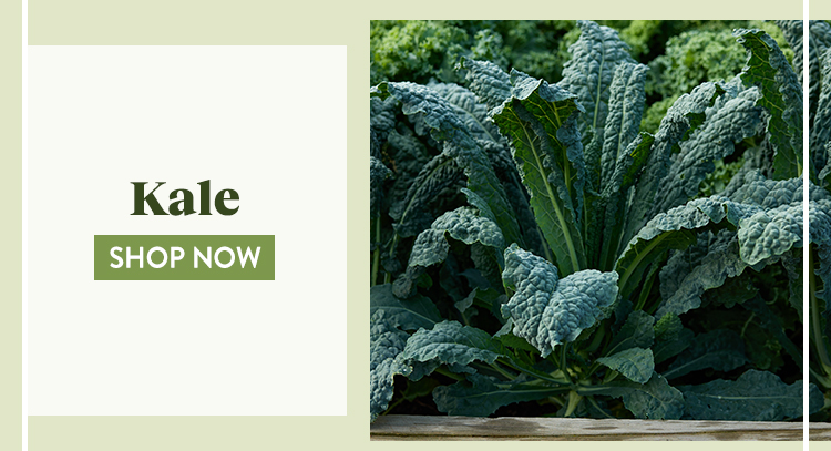 Shop All Kale