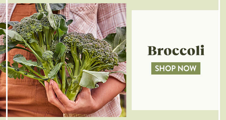 shop All Broccoli