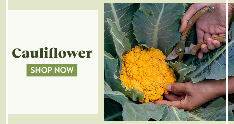 Shop All Cauliflower