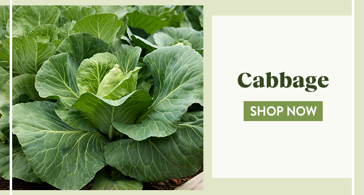 Shop All Cabbage