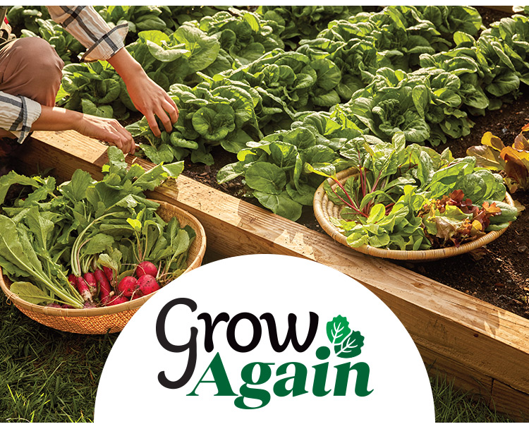 Grow Again Salad Greens