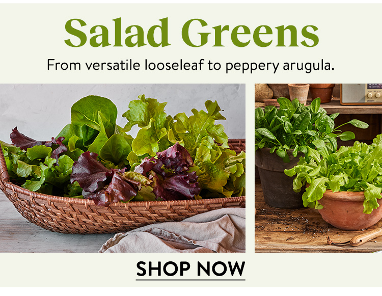 Shop All Salad Greens