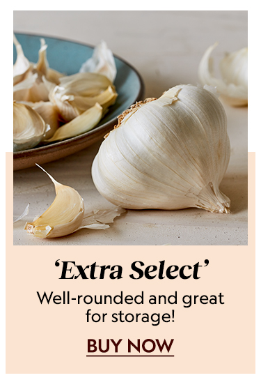 Garlic, Extra Select
