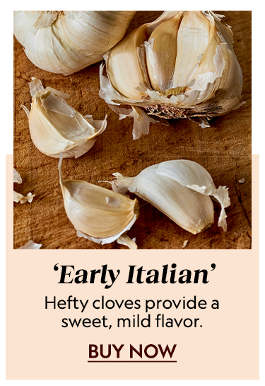 Garlic, Early Italian