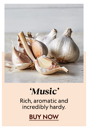 Garlic, Music