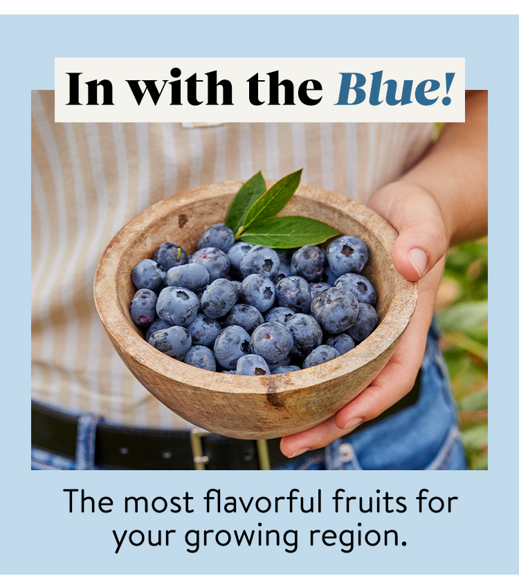 Shop All Blueberry Plants