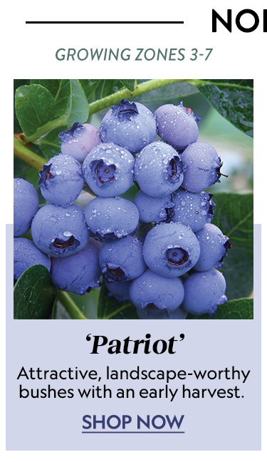 Blueberry, Patriot