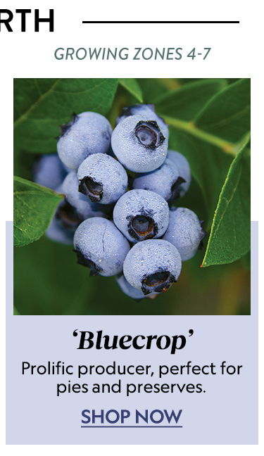 Blueberry, Bluecrop