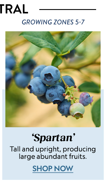 Blueberry, Spartan