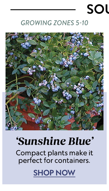 Blueberry, Sunshine Blue