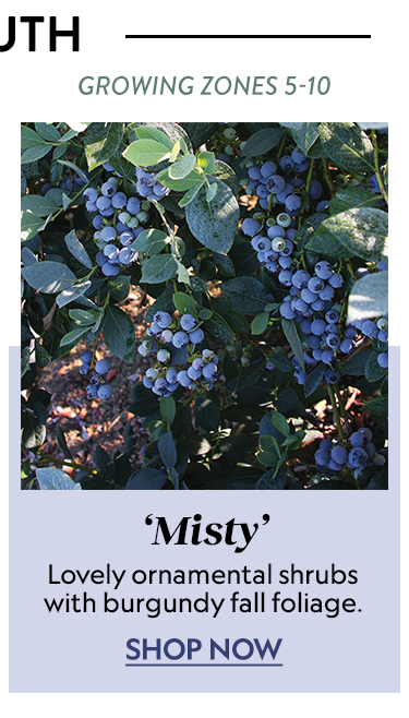 Blueberry, Misty