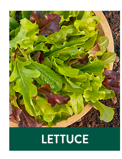 Shop Lettuce