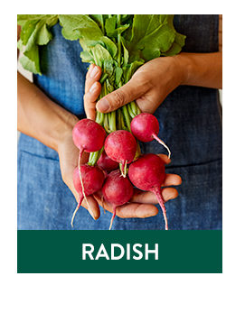 Shop All Radishes