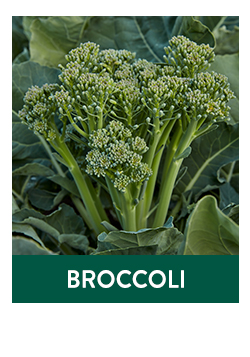 Shop All Broccoli