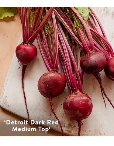 Beet, Detroit Dark Red Medium Top