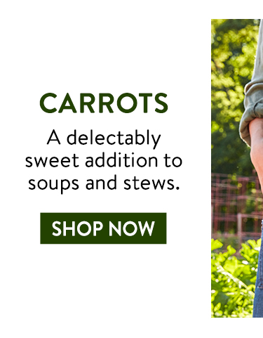 Shop Carrots