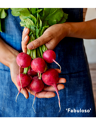 Radish, Fabuloso Hybrid