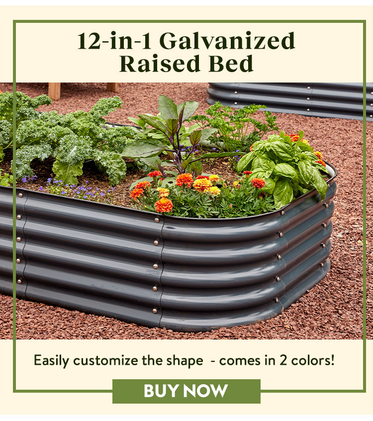 Buy 12-in-1 Galvanized Raised Bed