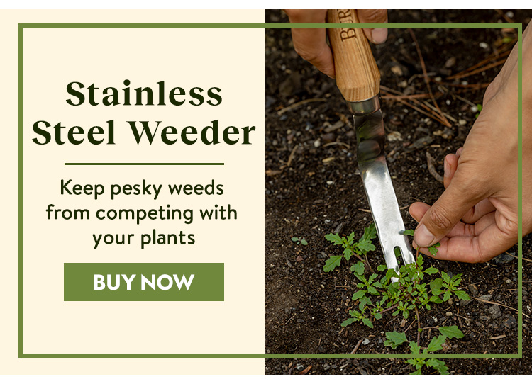 Buy Burpee Stainless Steel Weeder