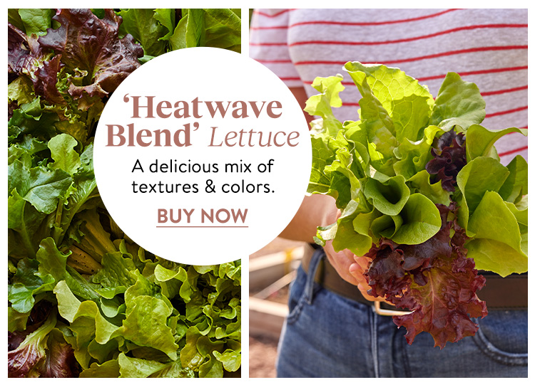 Lettuce, Heatwave Blend