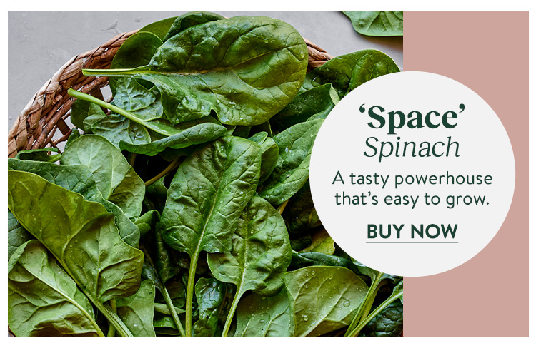 Spinach, Space Hybrid