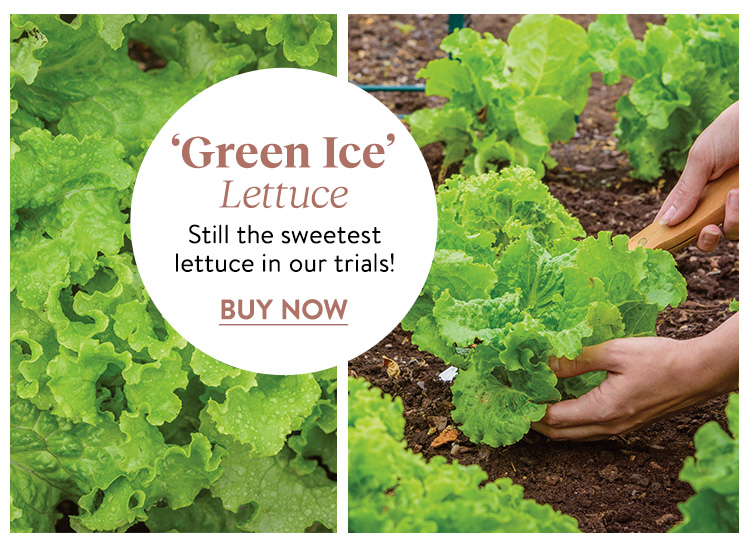 Lettuce, Green Ice