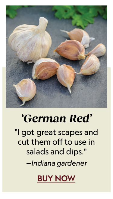 Garlic, German Red