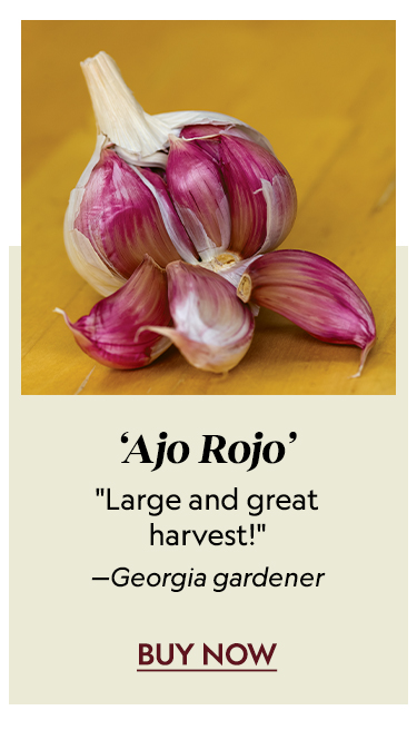 Garlic, Spanish Roja