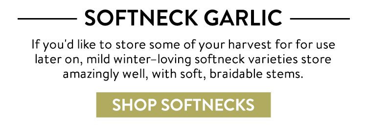 Shop Softneck Garlic