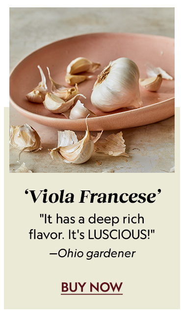 Garlic, Viola Francese