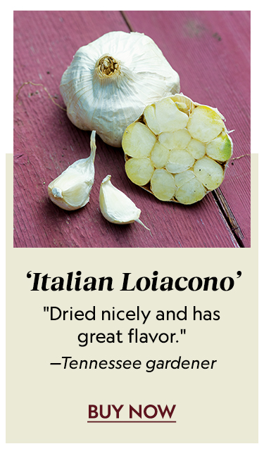 Garlic, Italian Loiacono