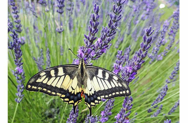 Lavender, Phenomenal