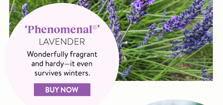 Lavender, Phenomenal