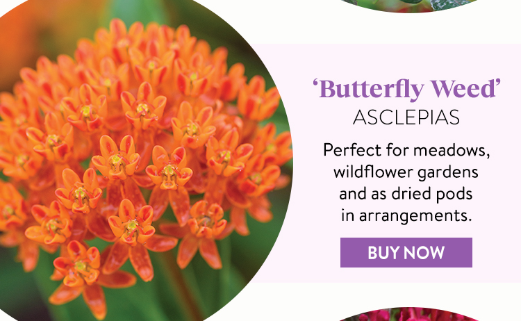 Asclepias tuberosa, Butterfly Weed