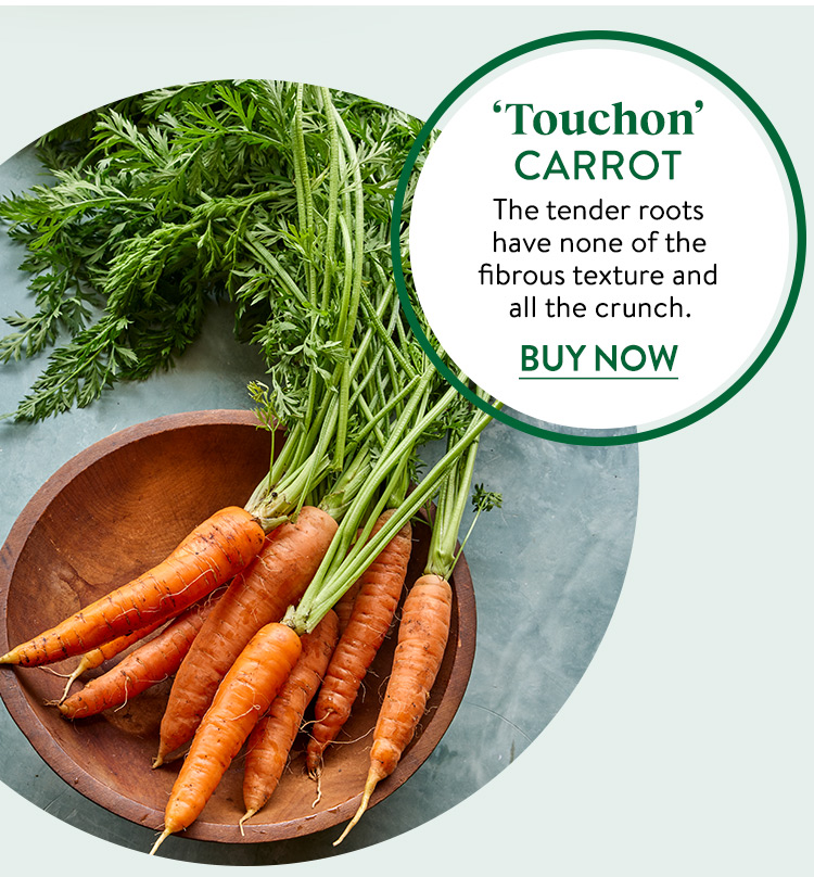 Carrot, Touchon