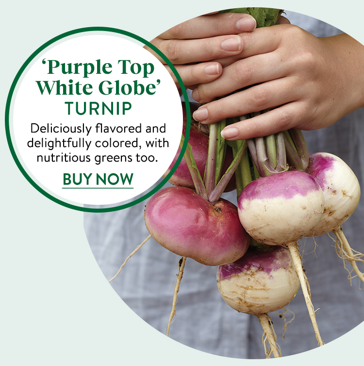 Turnip, Purple Top White Globe