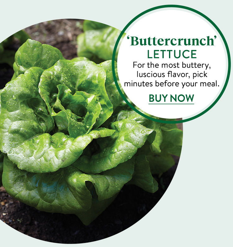 Lettuce, Buttercrunch