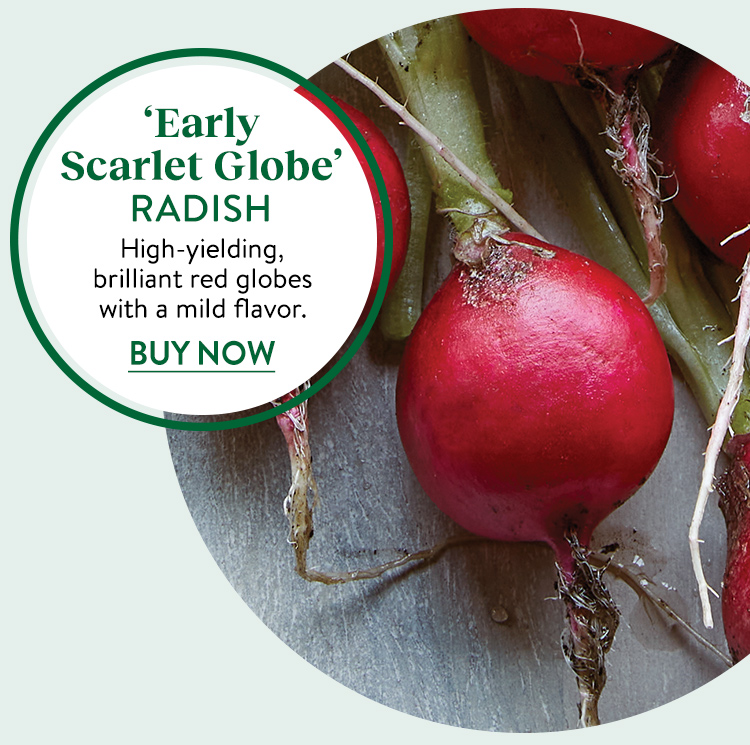 Radish, Early Scarlet Globe