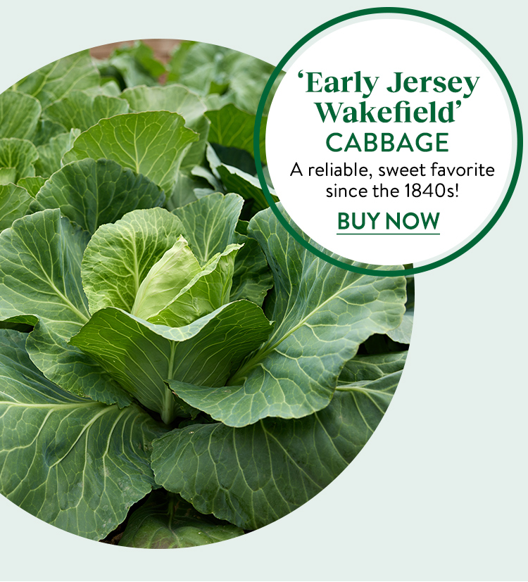 Cabbage, Early Jersey Wakefield