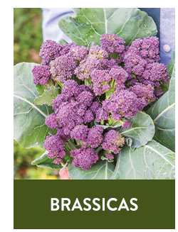 Shop Brassicas