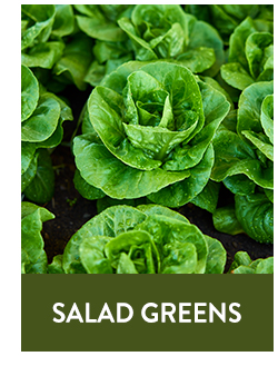 Shop All Salad Greens