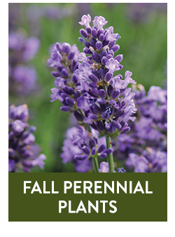 Shop All Fall Perennials Plants